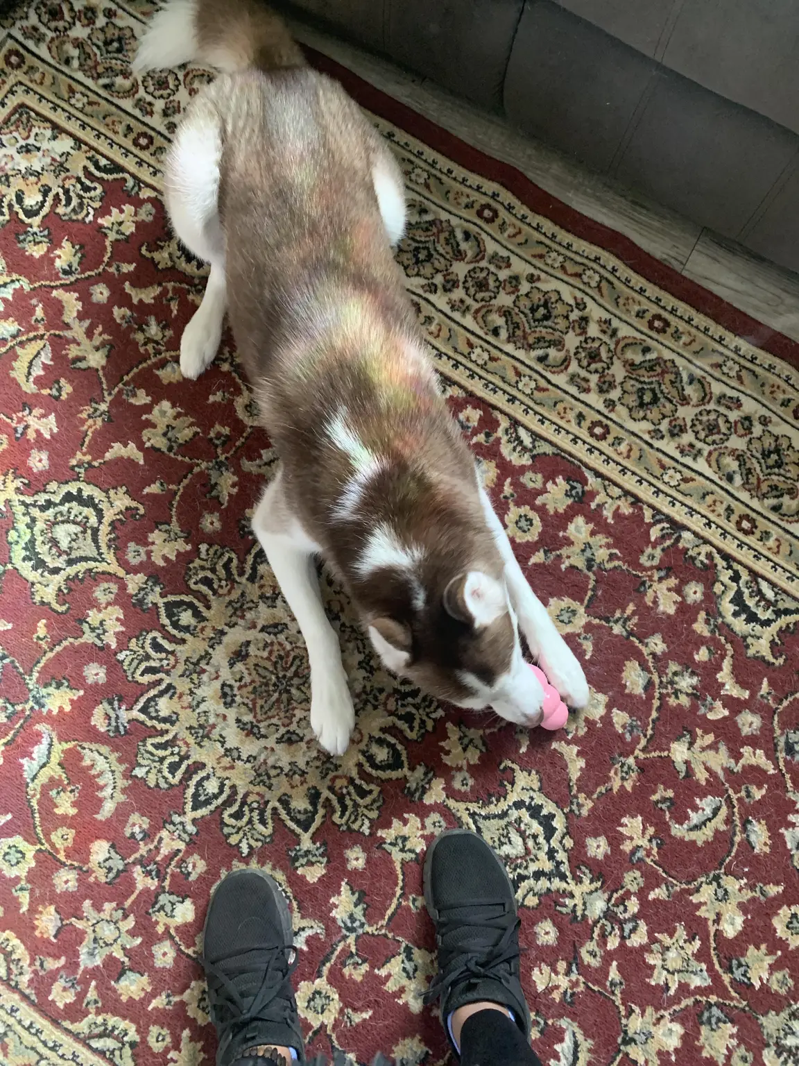 Red and white husky stretched out on a rug with a pink chew toy during a dog sitting visit