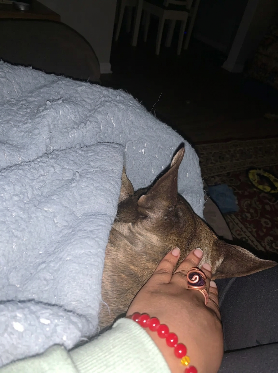 Amari gently petting a sleeping dog tucked under a soft blanket during an overnight visit