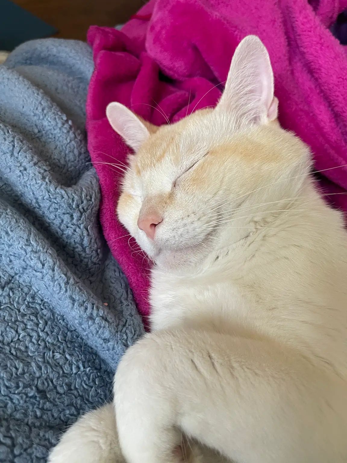 Cream cat sleeping soundly on a pink blanket during a cozy cat sitting stay