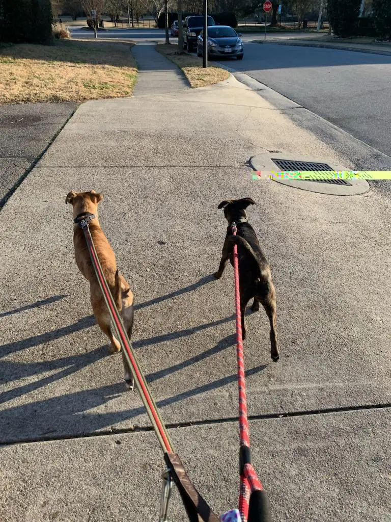 Two leashed dogs walking side by side on a neighborhood sidewalk during a dog walk
