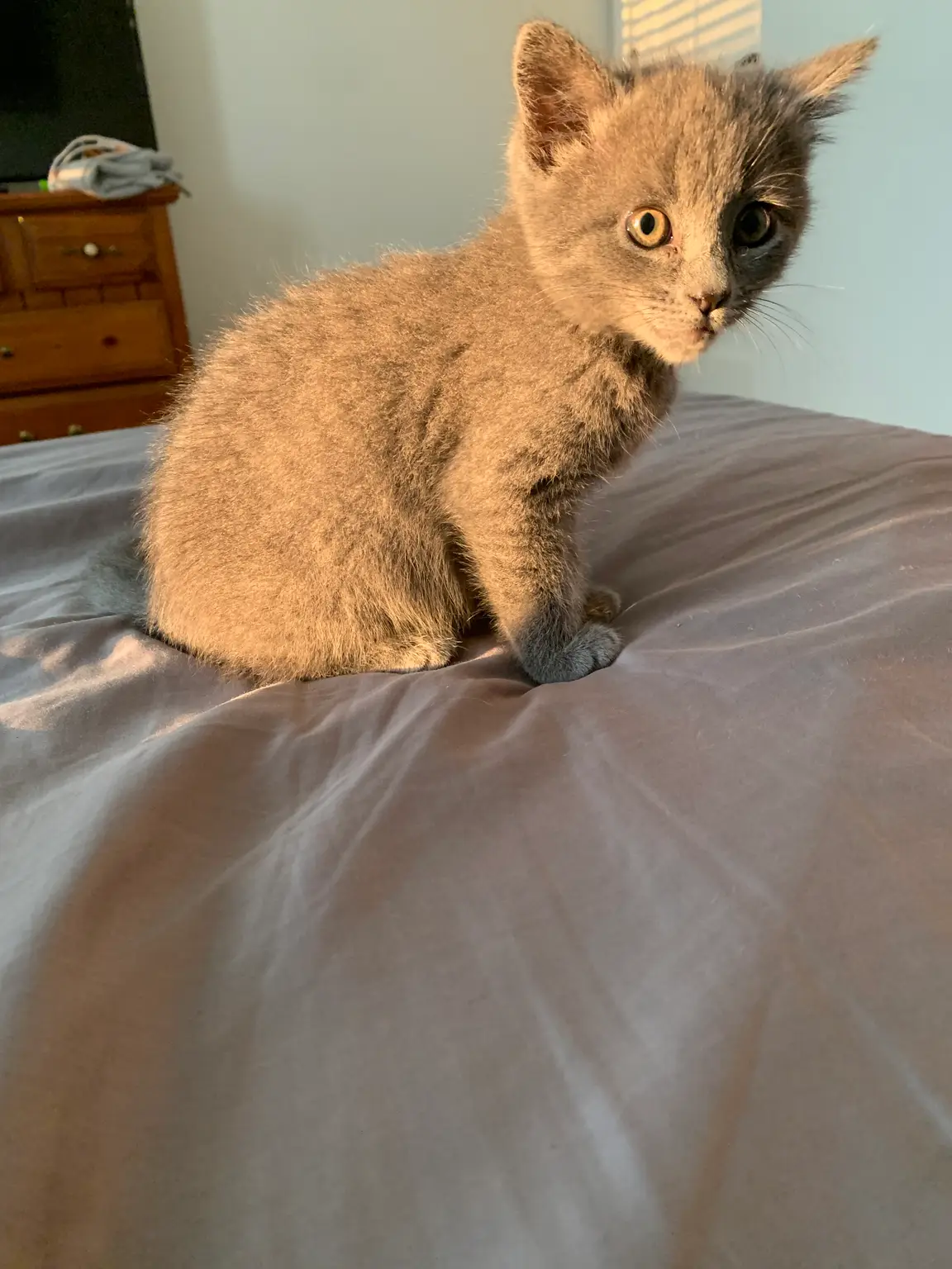 Grey kitten sitting on a bed during a kitten sitting visit