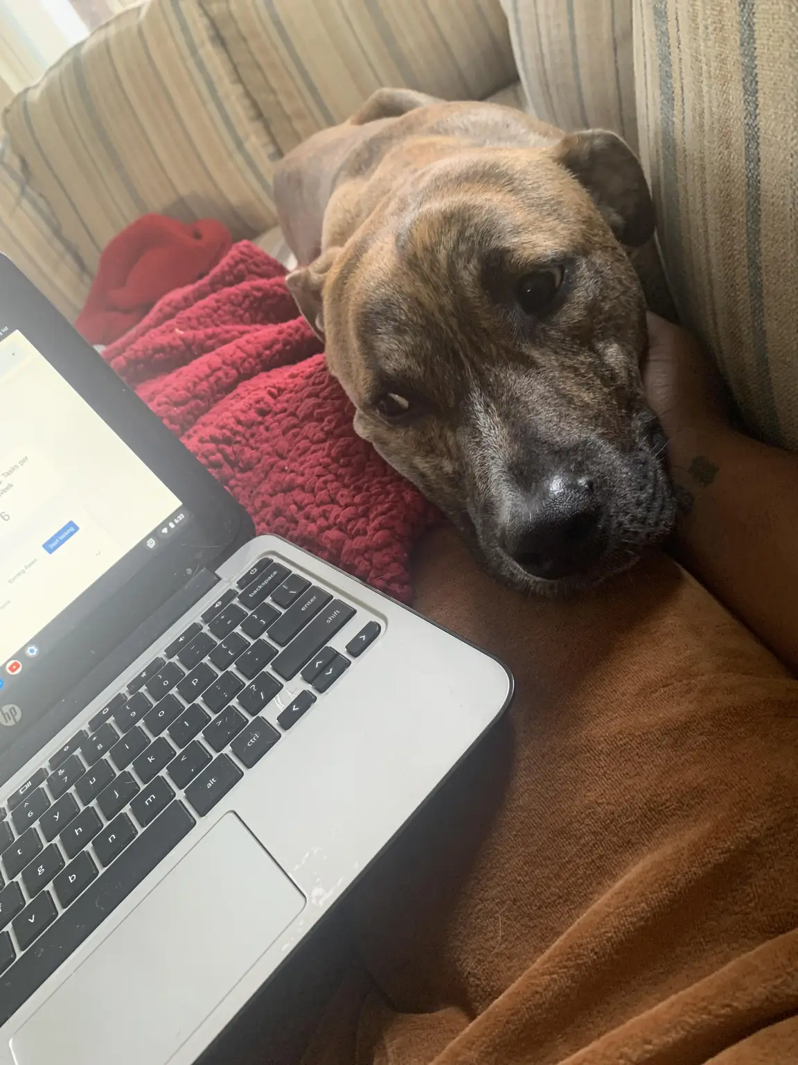 Brindle dog resting beside a laptop while Amari works remotely during a house sitting stay
