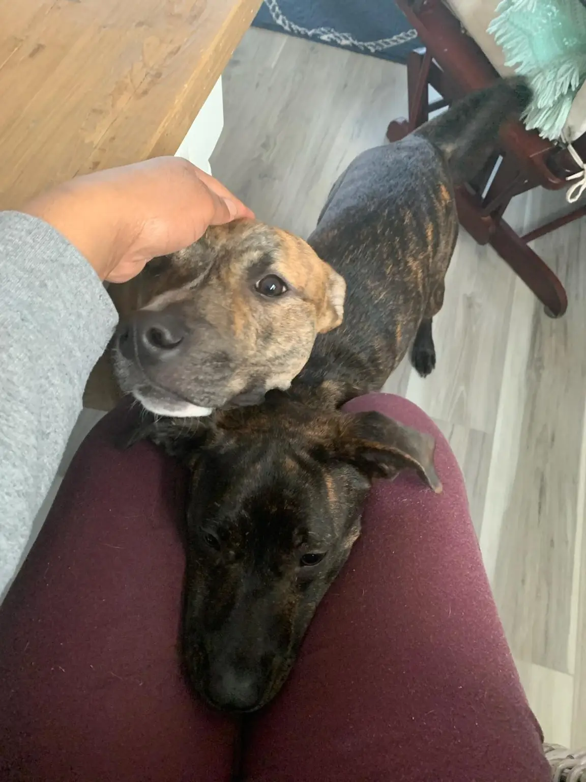 Two brindle dogs resting their heads in Amari's lap during a house sitting stay