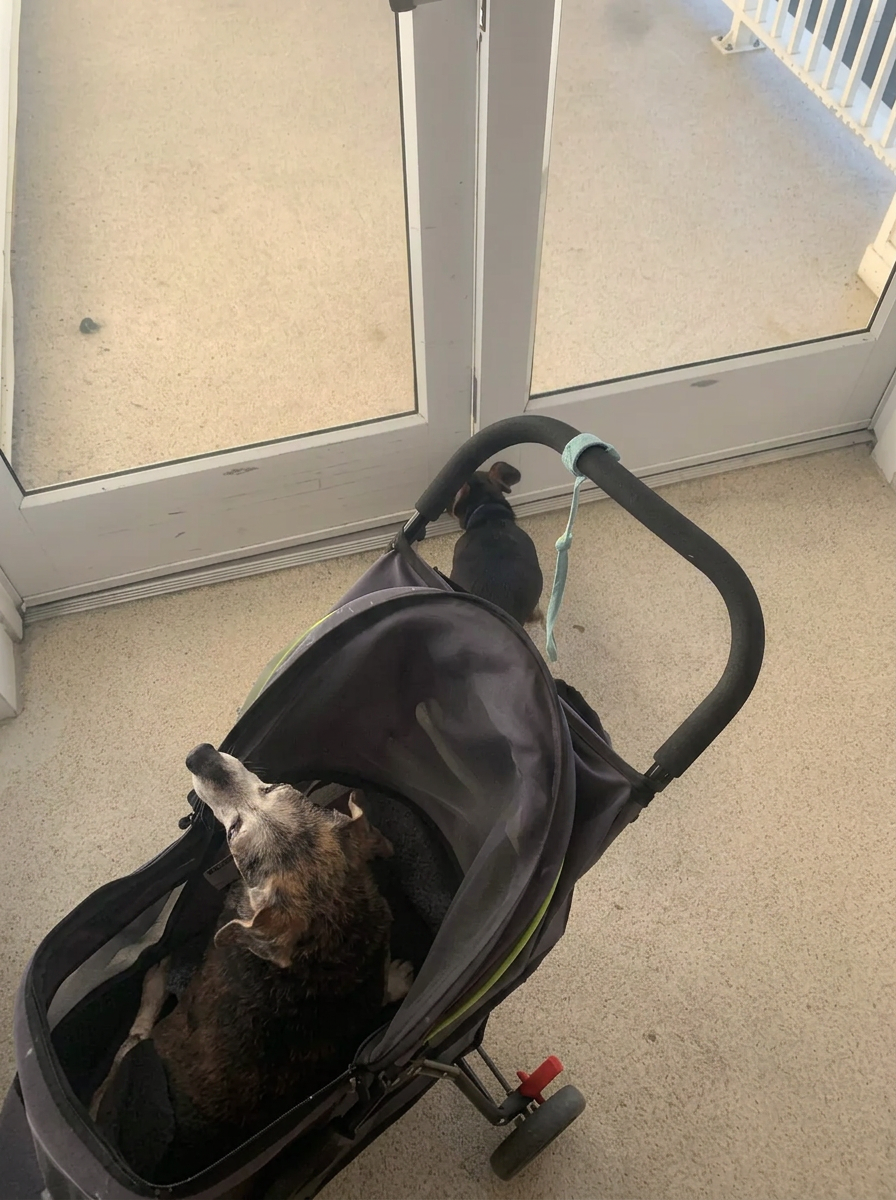 Senior dog resting in a pet stroller before a gentle walk in Fort Smith, Arkansas