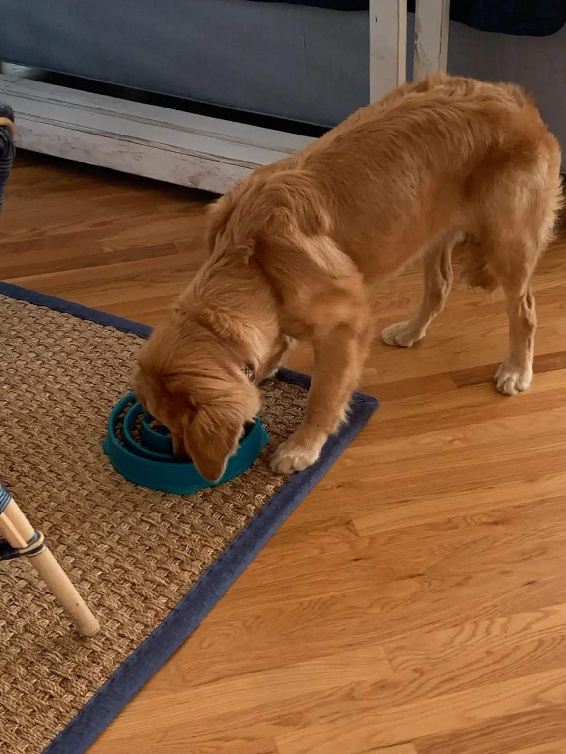 Golden retriever eating from a slow feeder puzzle bowl during an enrichment feeding