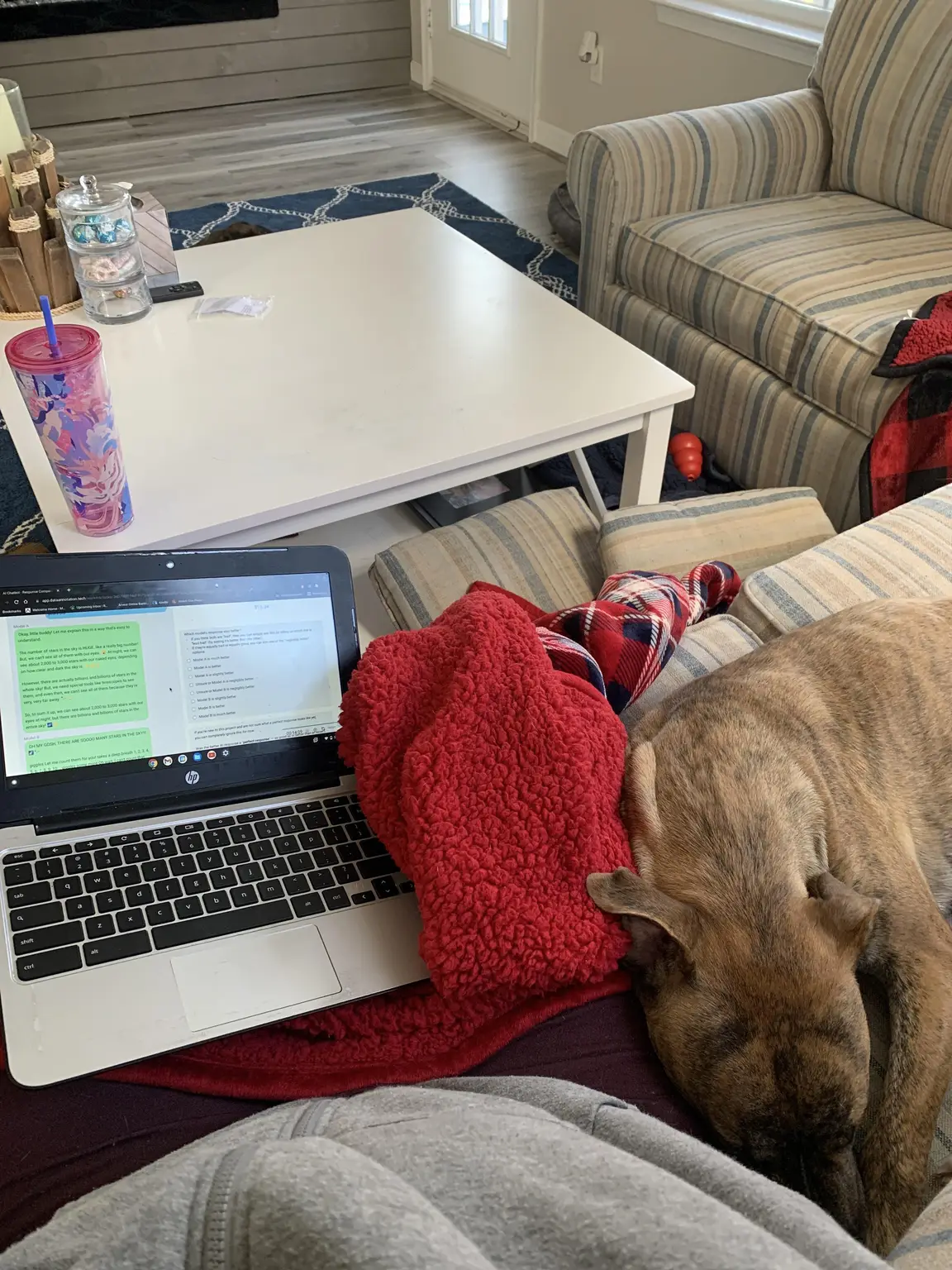 Dog sleeping beside a laptop and blanket while Amari house sits