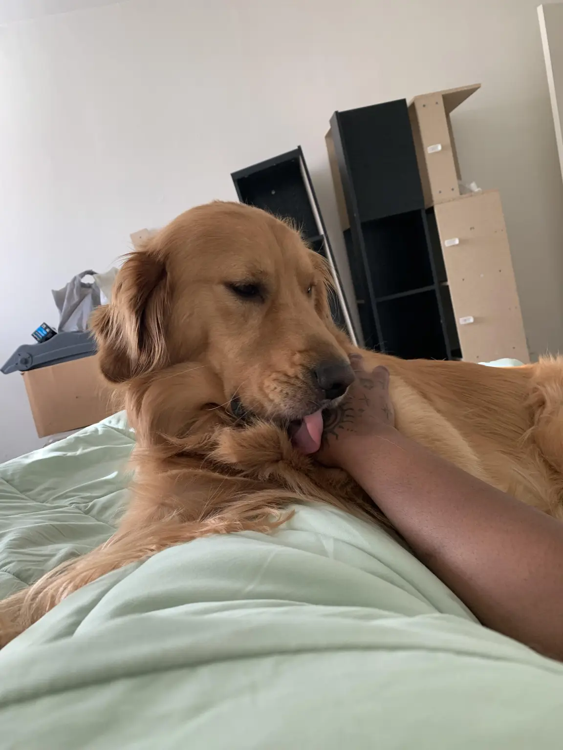 Golden retriever giving a kiss on the hand during a Fort Smith dog sitting visit