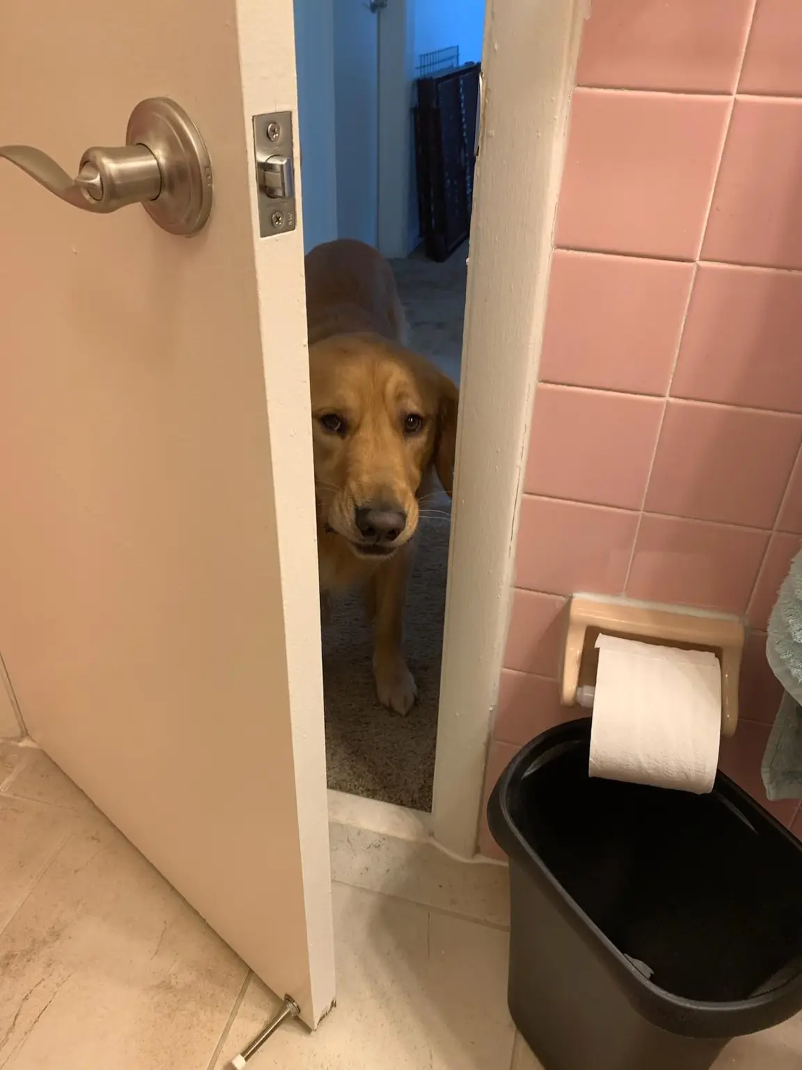 Golden retriever peeking around a door, following the pet sitter everywhere