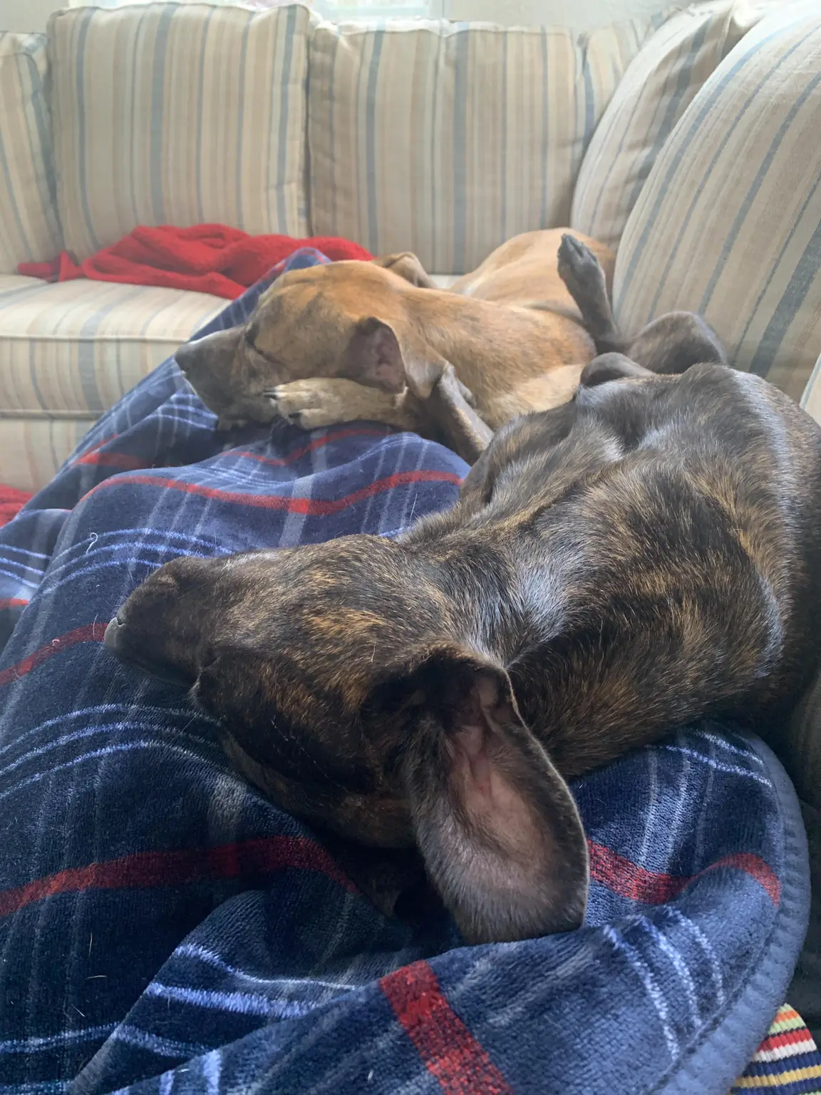 Two dogs napping under blankets on the couch during an overnight pet sitting stay