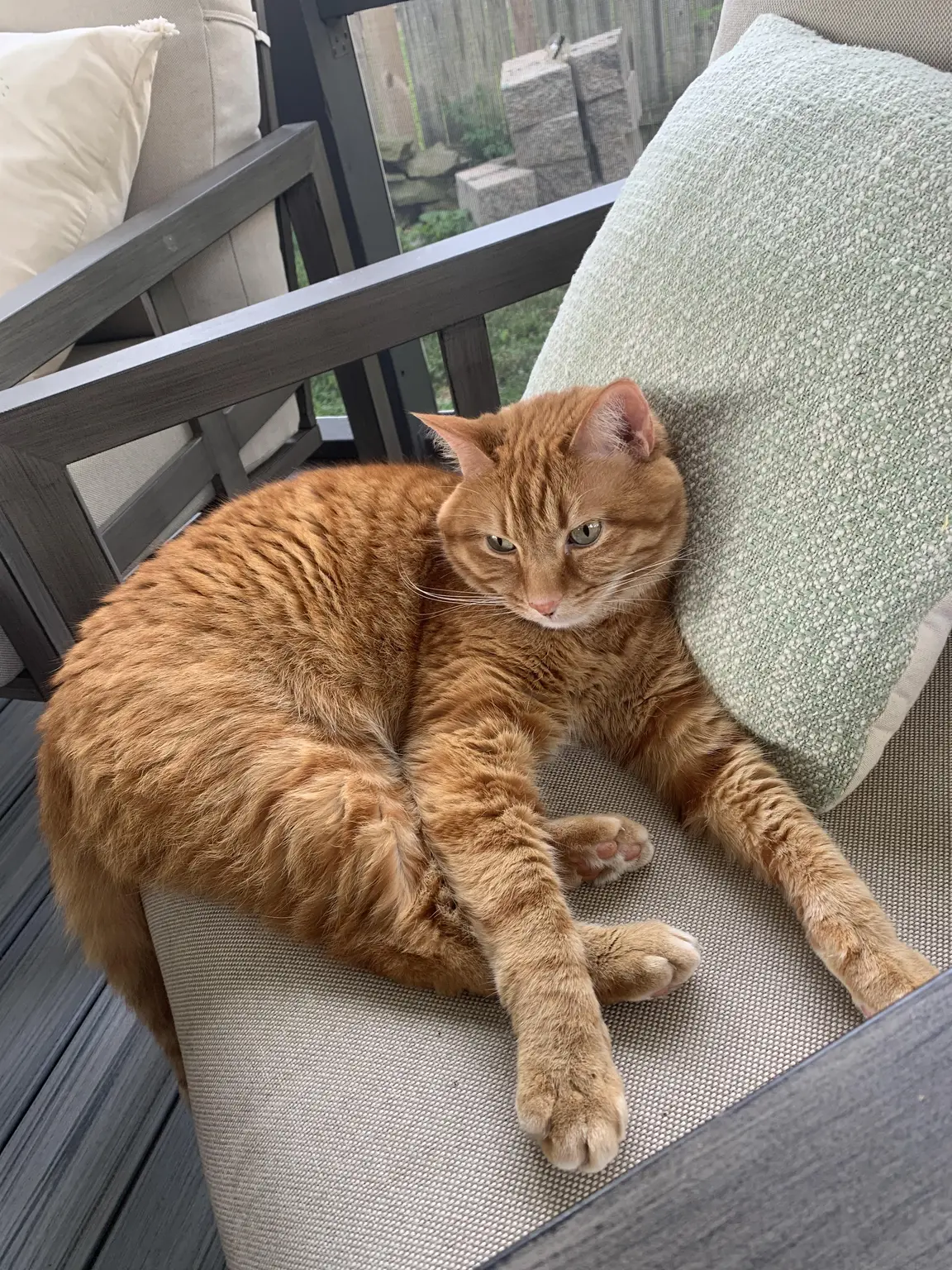 Orange tabby cat lounging on a patio chair during a Fort Smith cat sitting visit