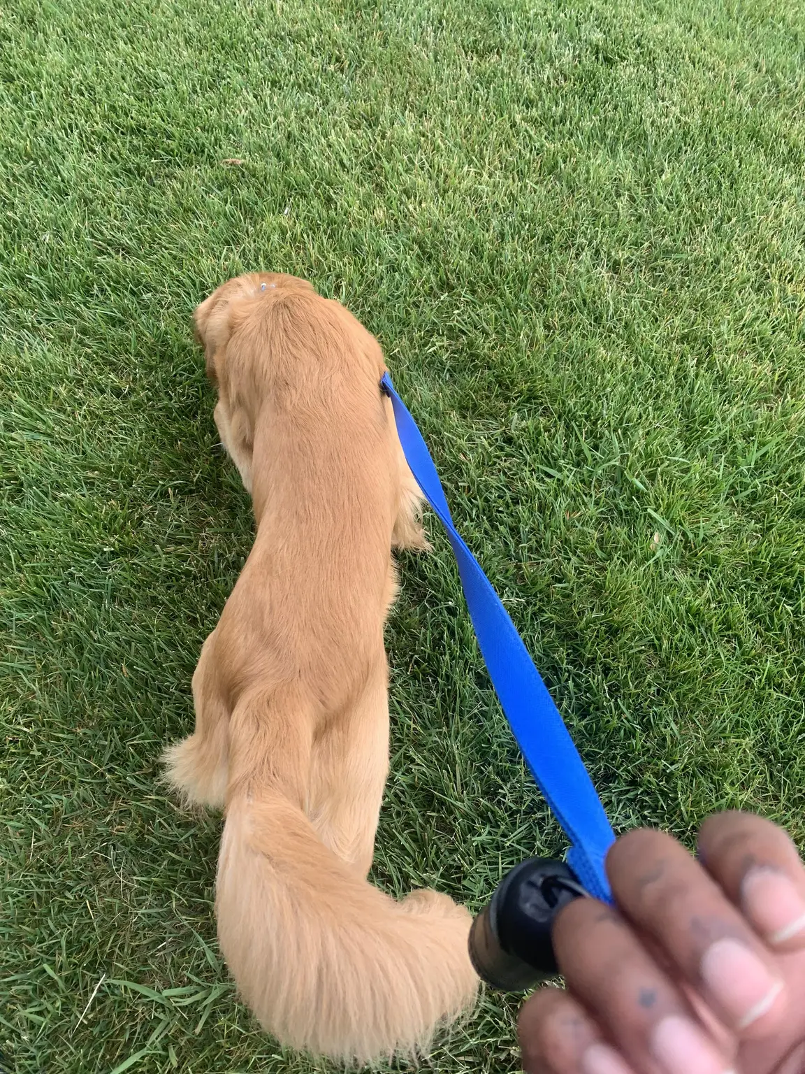 Golden retriever sniffing the grass on a blue leash during a dog walk
