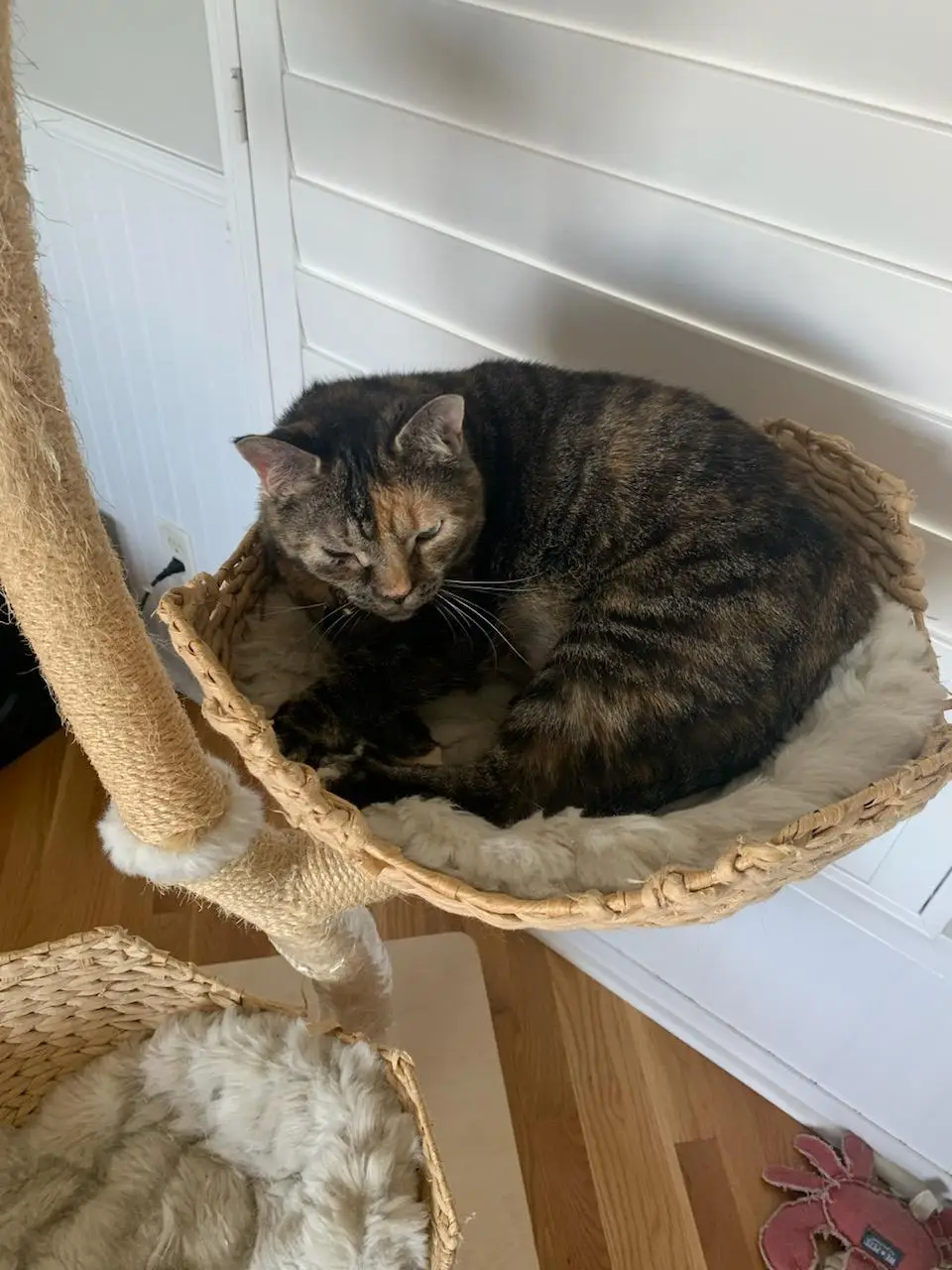 Tabby cat curled up asleep in a woven cat tower basket