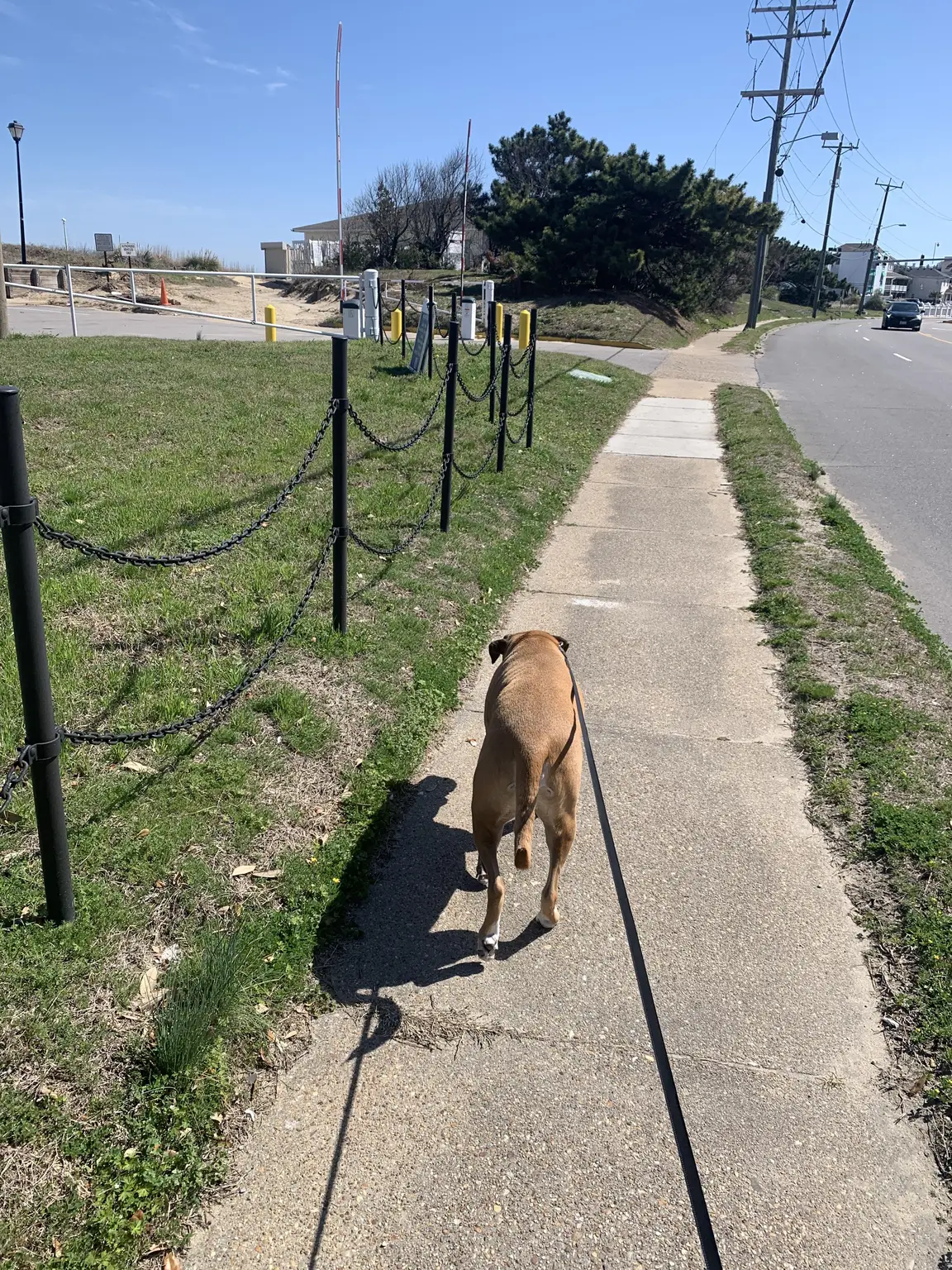 Tan bully breed dog on a long sunny sidewalk walk near the beach