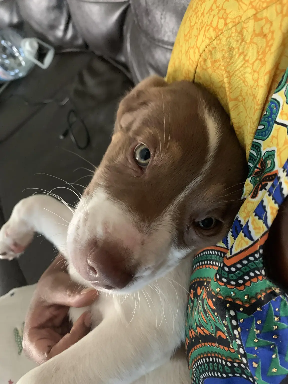 Brown and white puppy nestled in Amari's arms during a puppy sitting visit